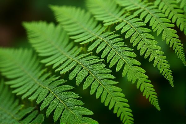 Fern Allies vs. True Ferns: Clear Differences in Plant Classification