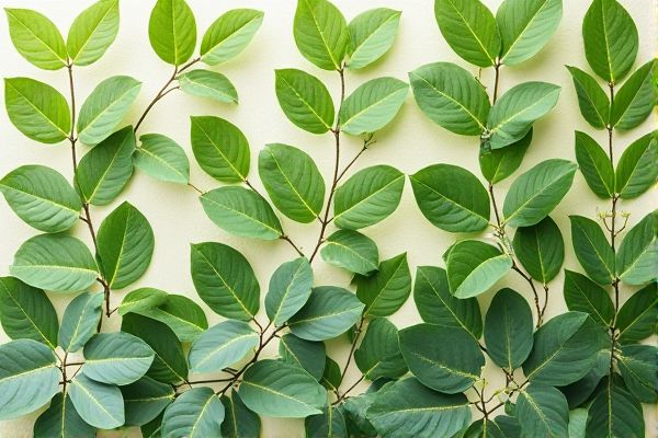 Offset Propagation vs. Leaf Cutting: Best Multiplication Methods for Healthy Plant Growth